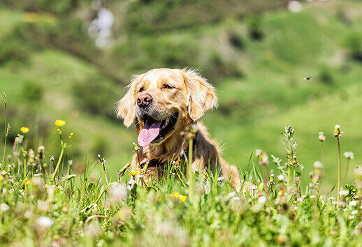 Dog Luke sits in the green meadow.