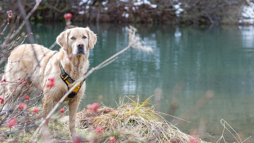 Dog Luke stands in front of a turquoise lake in Faschina.