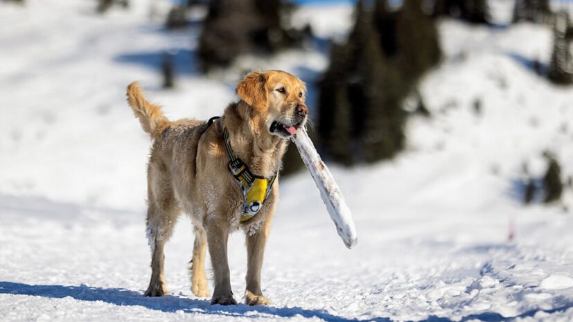 Dog Luke with a stick in his mouth on the winter hiking trail in Faschina.