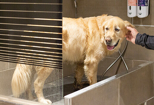 Hund Luke steht in der Hundedusche und wird gewaschen.